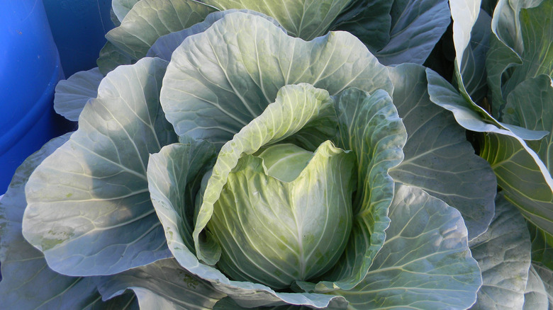 Aquaponic cabbage