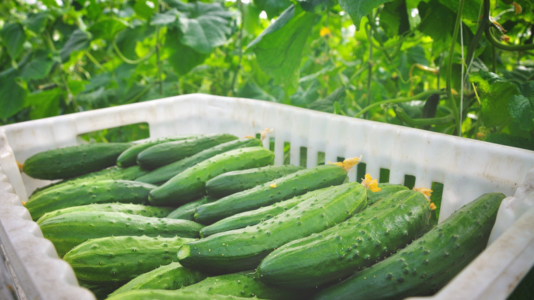 Pile of cucumbers