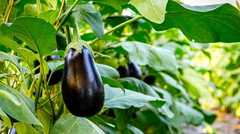 Eggplant on vine