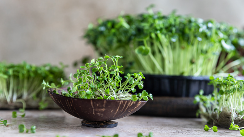 Microgreens in bowl