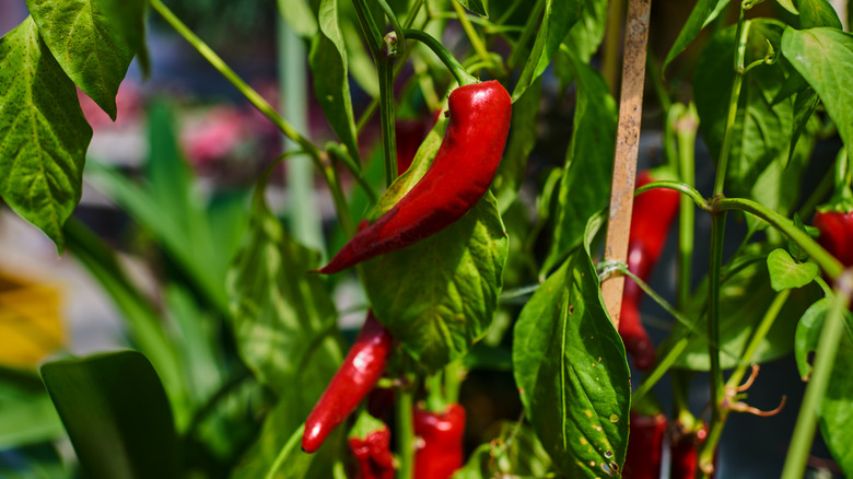 Aquaponic chili pepper