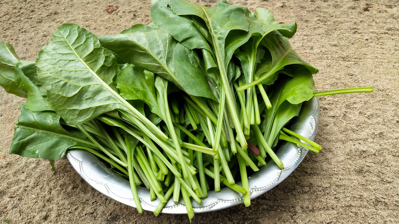 Freshly picked aquaponic spinach