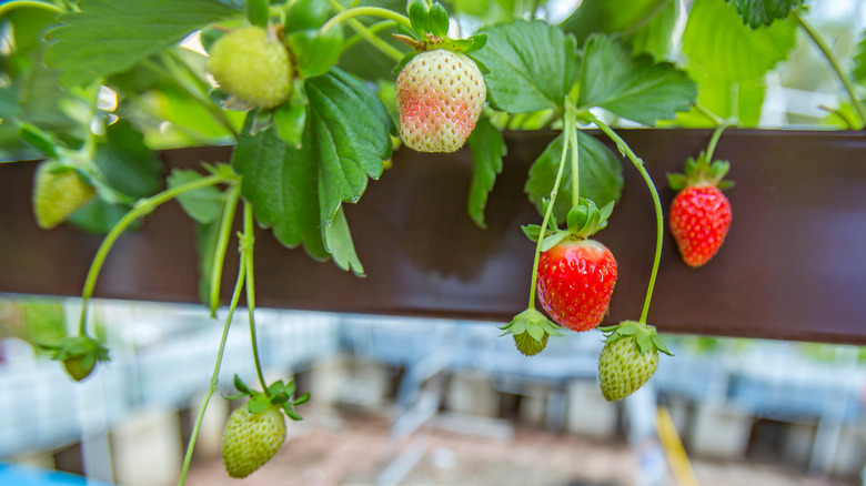 Aquaponic strawberries