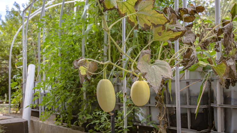 Aquaponic squash on vine