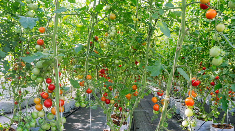 Aquaponic tomato plants