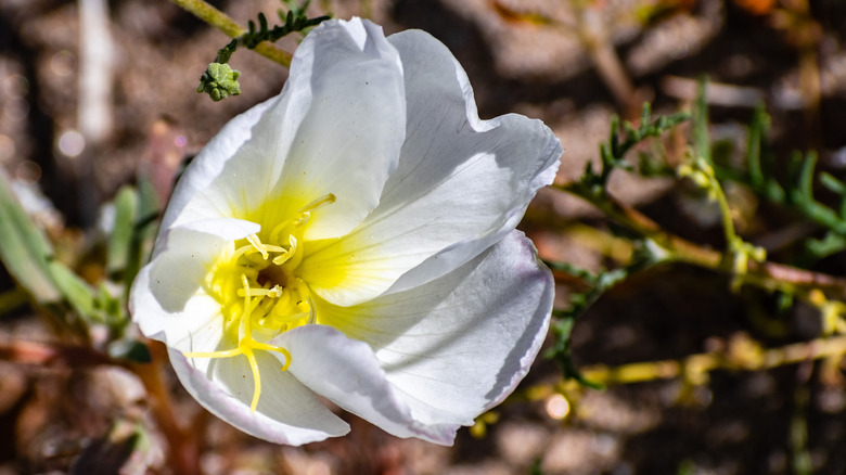 Antioch dunes evening primrose flower