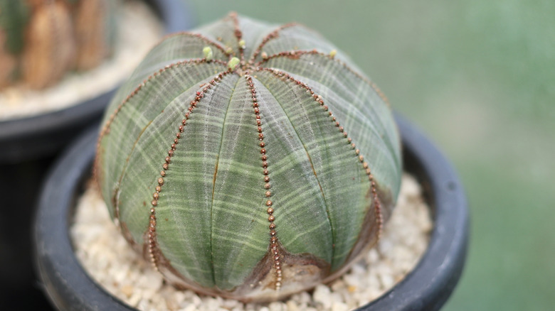 Euphorbia obesa cactus