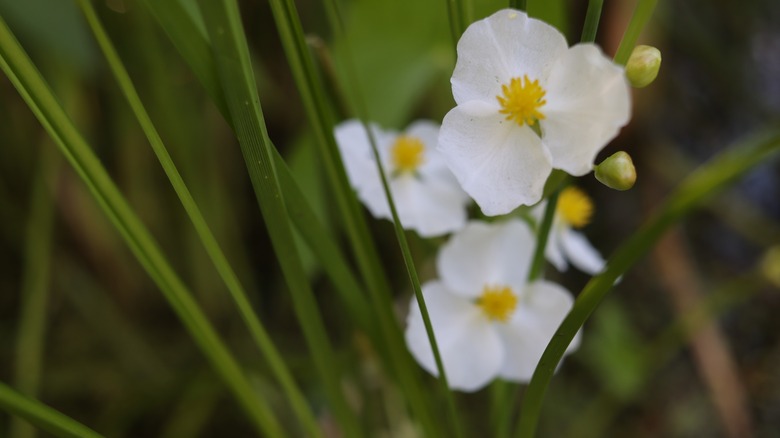 Sagittaria fasciculata flower