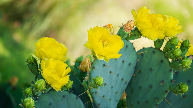 Flowering Opuntia humifusa