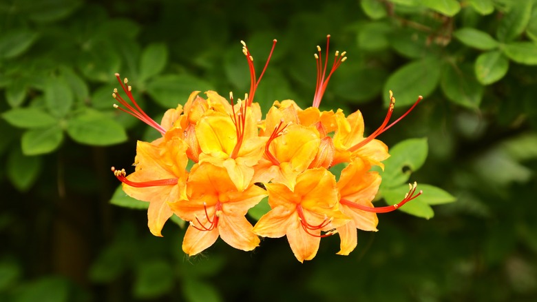 Rhododendron calendulaceum flower cluster