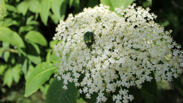 Viburnum nudum flower cluster