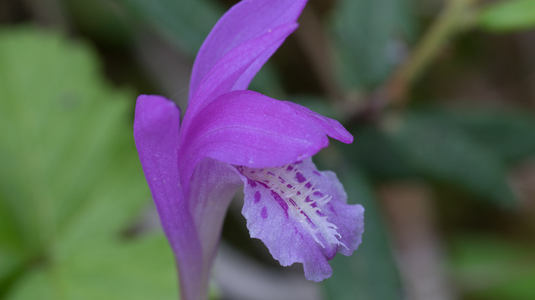 Pogonia ophioglossoides flower