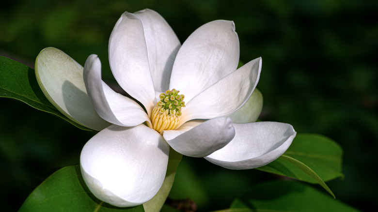 Magnolia virginiana flower