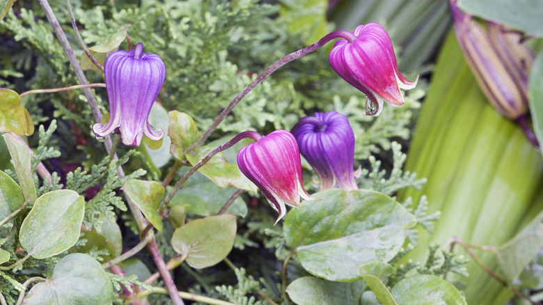 Clematis viorna flowers