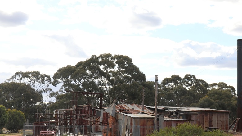 farmhouse with blue-leaved mallee 