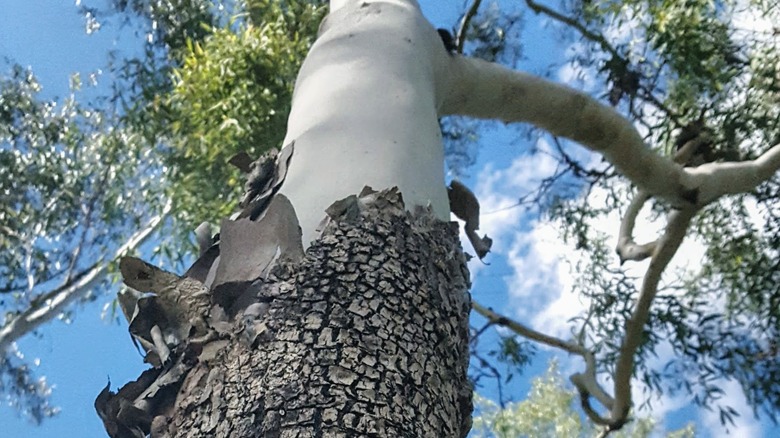 A robust cadaga eucalyptus tree 