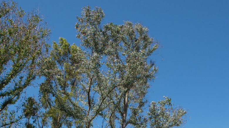 Candlebark eucalyptus on a sunny day