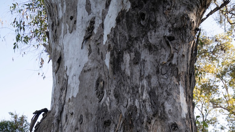 eucalyptus tree in garden