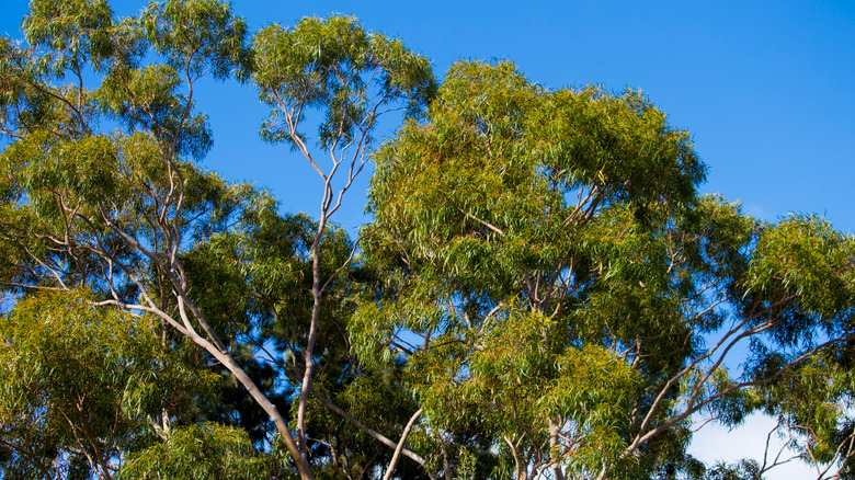 typical gum tree