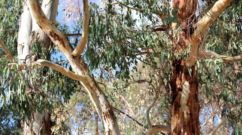 Assorted gum trees in nature