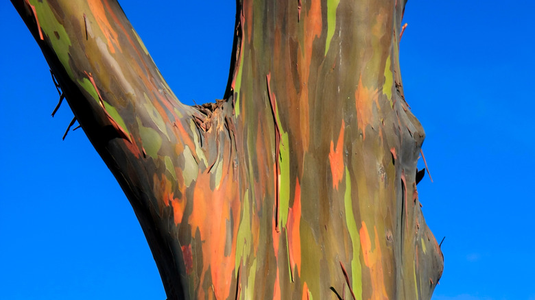 The colorful bark of the Rainbow Gum