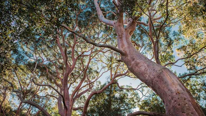 Red gum eucalyptus in summer