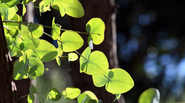 Backlit silver dollar gum tree