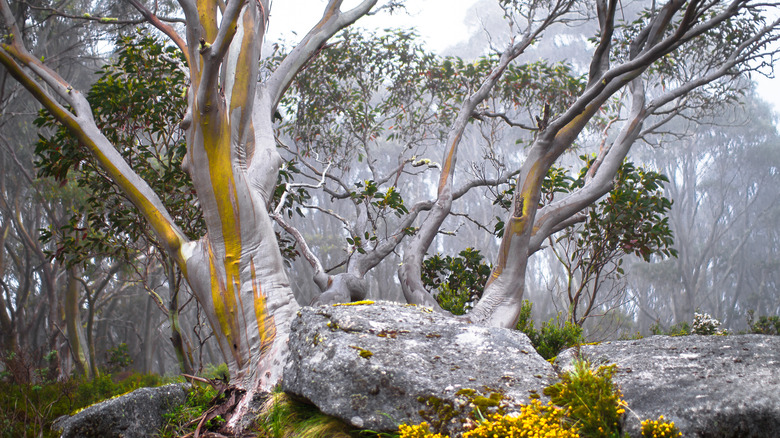 Snow Gum eucalyptus tree