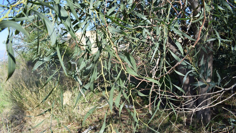 Close up on eucalyptus leaves