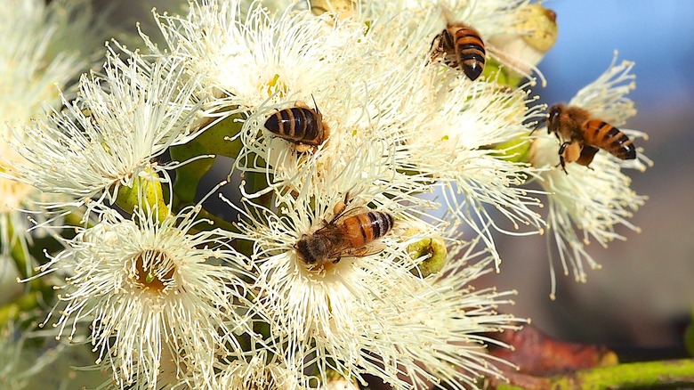 Bees pollinating gum tree