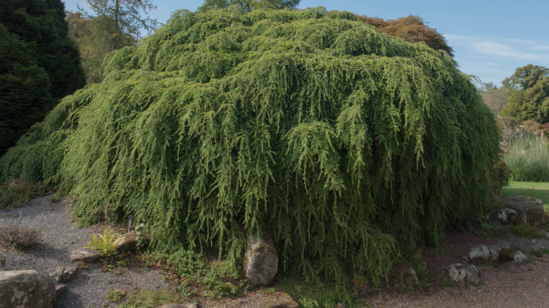 Canadian Hemlock tree