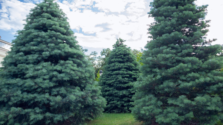 Concolor fir trees