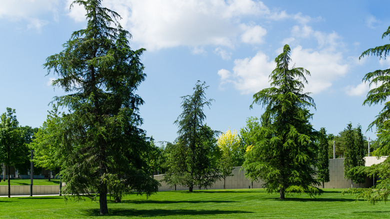 15 Evergreen Trees That Give You Privacy All Year Round