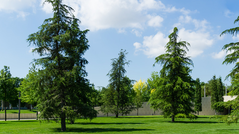 Deodar Cedar trees