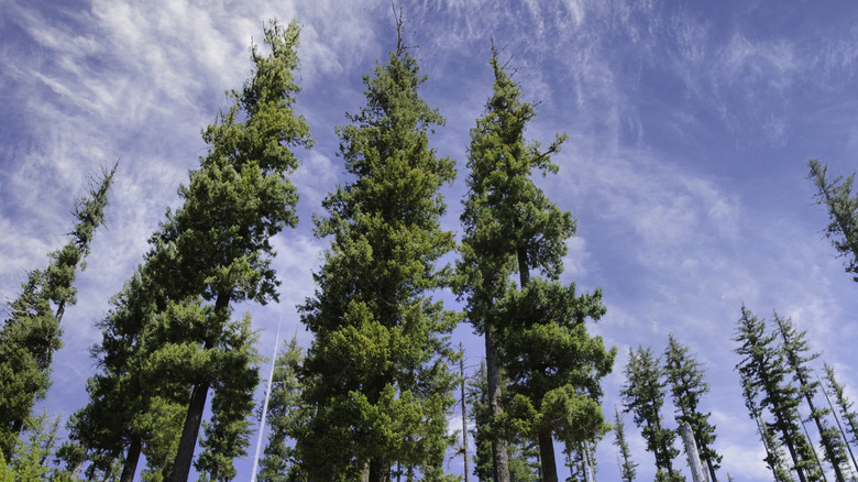 Douglas Fir trees