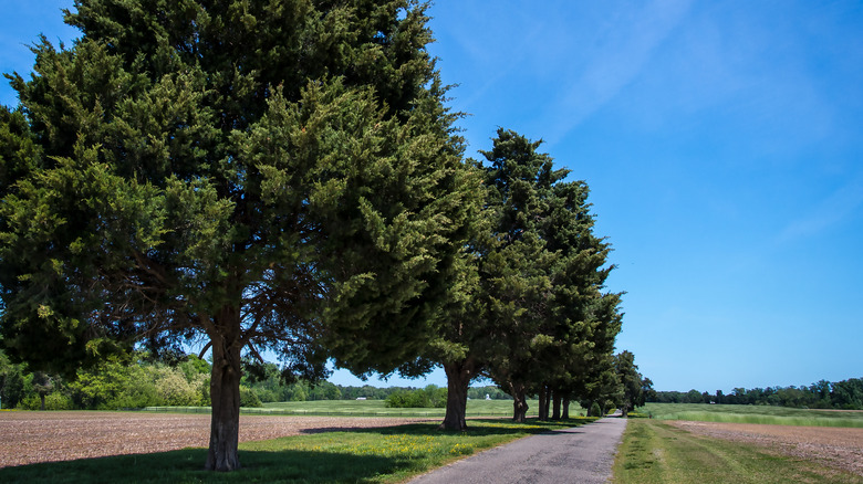 Eastern Red Cedar trees