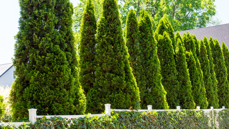 row of emerald green thuja trees