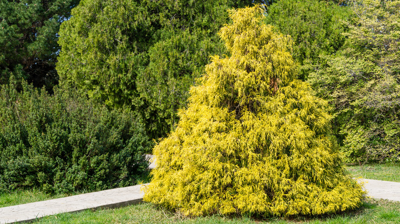 False Cypress tree