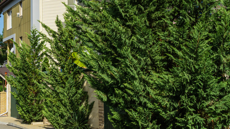 Leyland Cypress by building