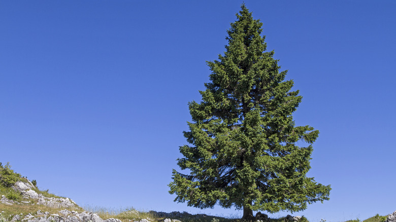 Norway spruce tree