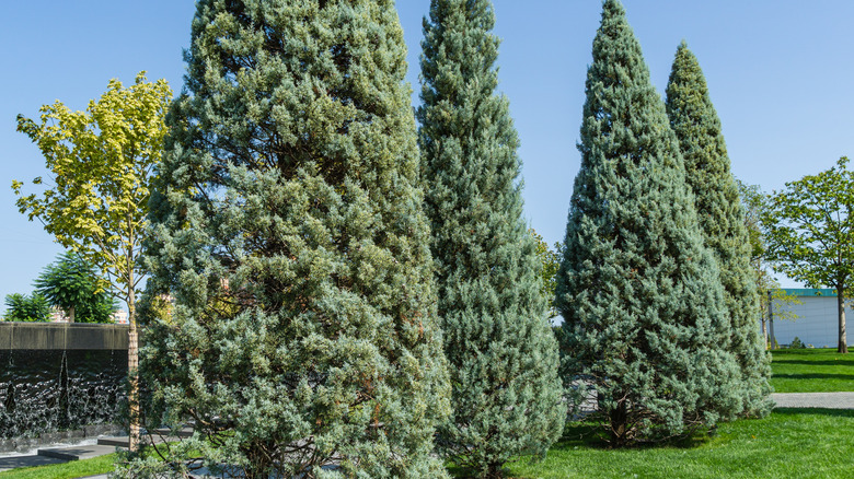 Sapphire Cypress trees