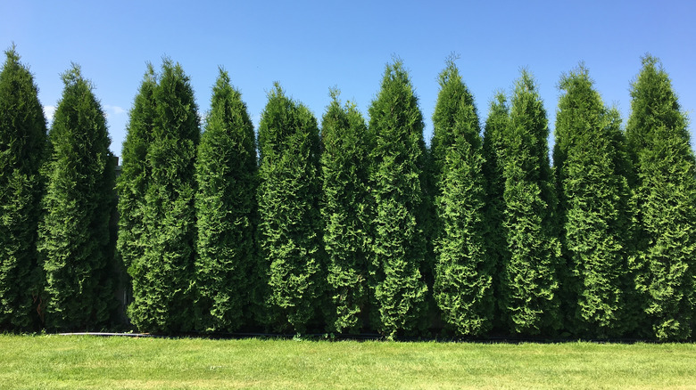 Thuja Green Giant