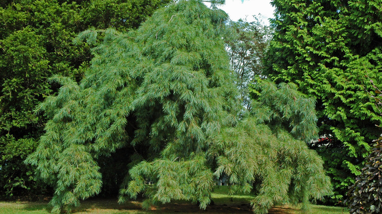 white pine tree