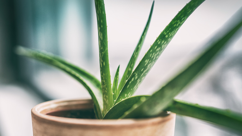 Aloe barbadensis potted