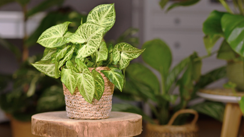 Syngonium podophyllum potted