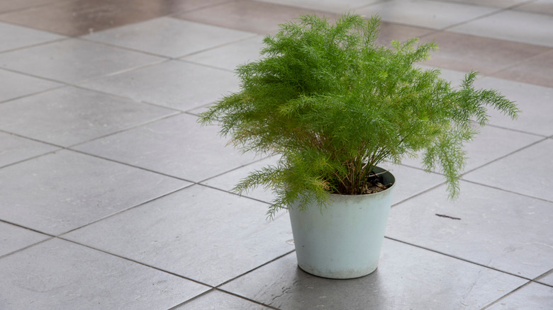 Potted asparagus setaceus plumosus 