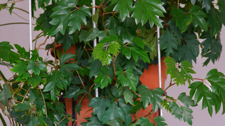 Grape ivy in hanging planter