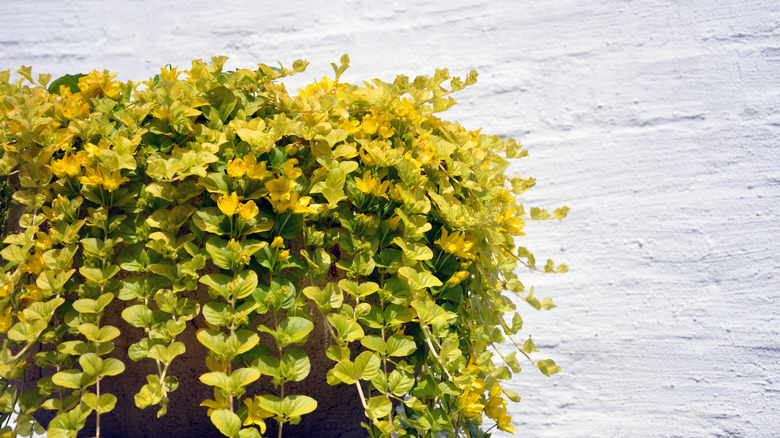 Lysimachia nummularia potted