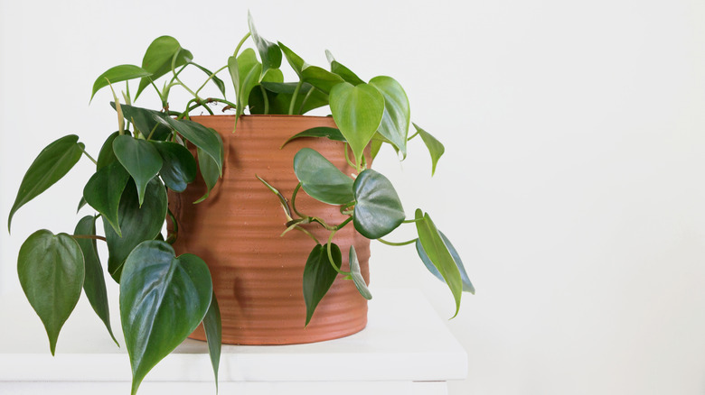 Philodendron hederaceum