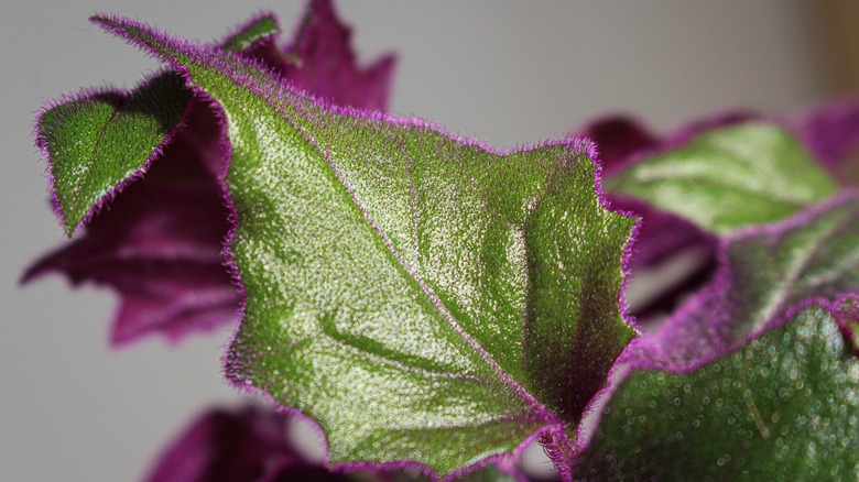 Gynura aurantiaca leaves